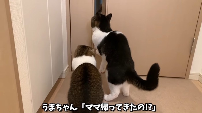 ドアの前にいる2匹の猫