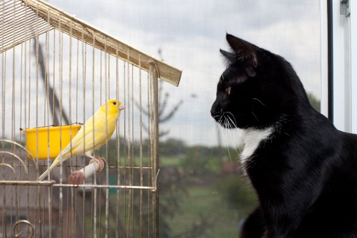 カゴの黄色い鳥を見つめる白黒猫