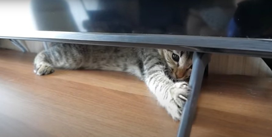テレビの下から前脚を伸ばす子猫