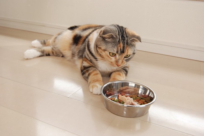 ご飯の入ったお皿をじっと見つめる猫