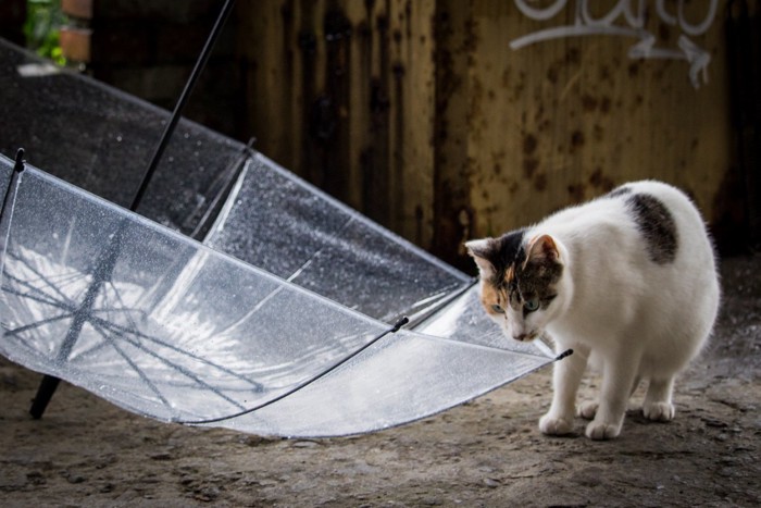 ひっくり返った傘と猫