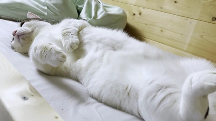 ヘソ天で寝るブチ猫