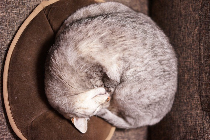 アンモニャイトで寝ている猫
