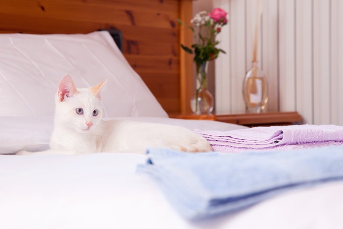 白猫とベッドの写真