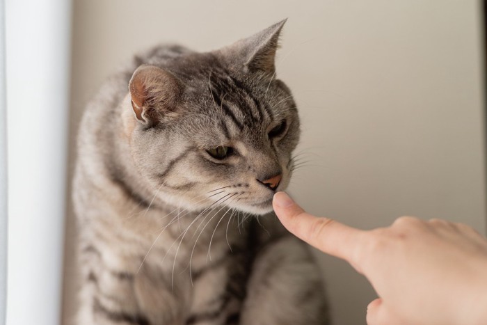 指のにおいを嗅ぐ猫