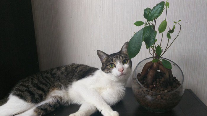 猫と観葉植物