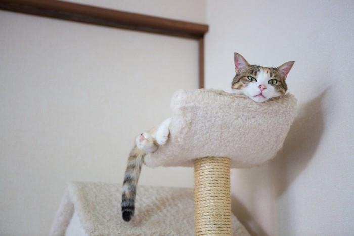 キャットタワーでくつろぐ猫