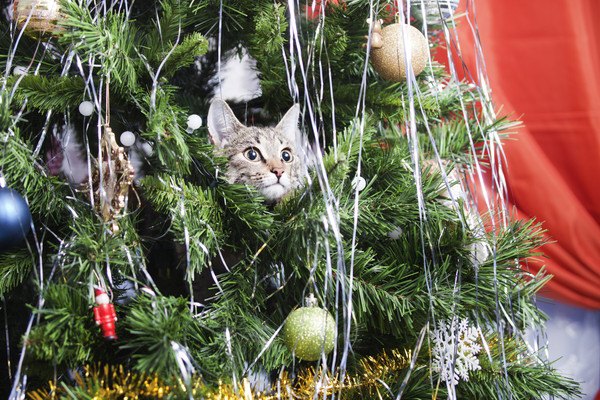 クリスマスの中に猫