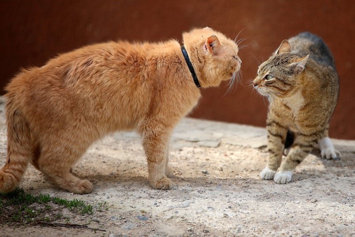 喧嘩する猫達