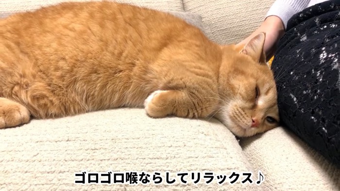 寝そべる猫の顔
