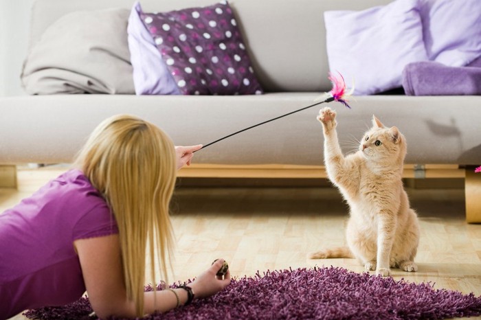 女性がじゃらす棒で遊ぶ猫