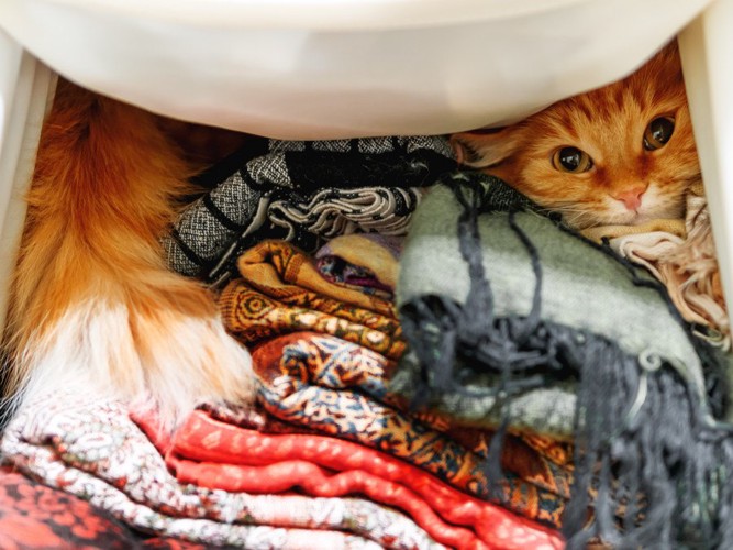 布の中に隠れる猫