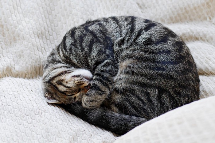 体を丸めて寝る猫