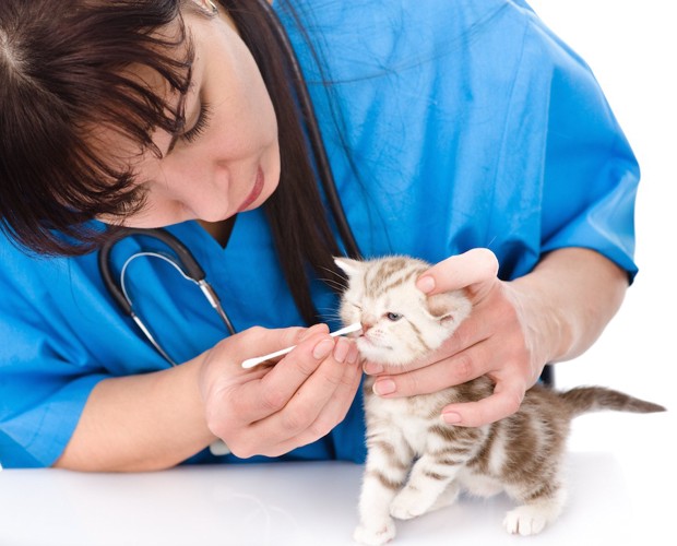 子猫の鼻を綿棒で掃除する獣医師