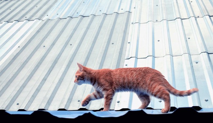 トタン屋根の上を歩く猫