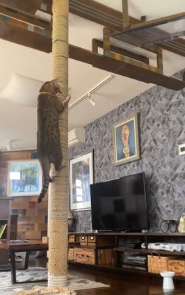 登り棒を攻略する「猫ゼミ」登場