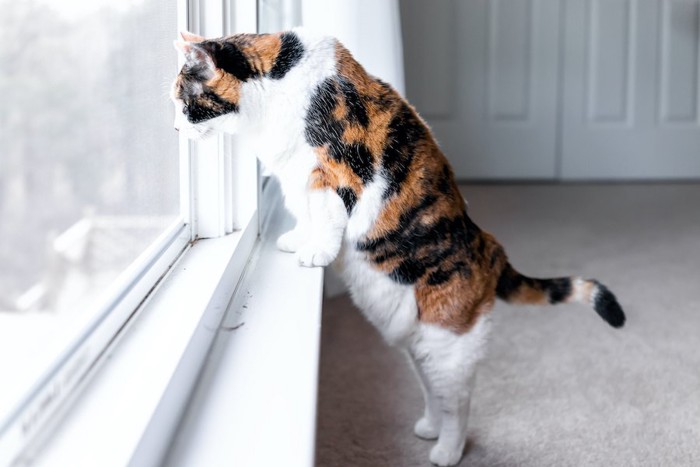 立ち上がって窓の外を見つめる猫