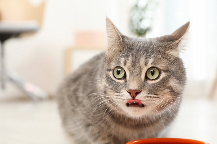 食器の前で舌なめずりしている猫
