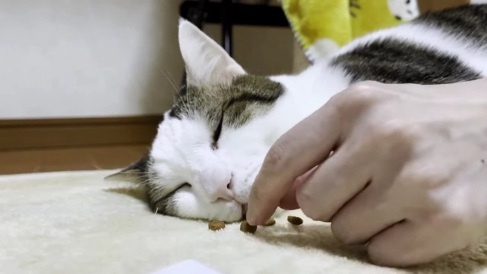 眠る猫とおやつを置く指