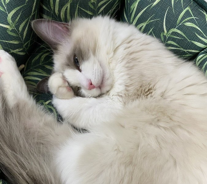 寝ている白い長毛猫