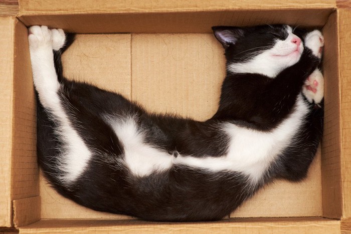 狭そうな箱に窮屈に眠る猫