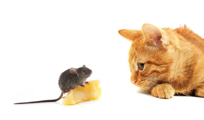 猫とネズミとチーズ