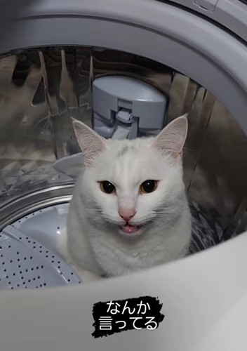 洗濯機の中にいる猫