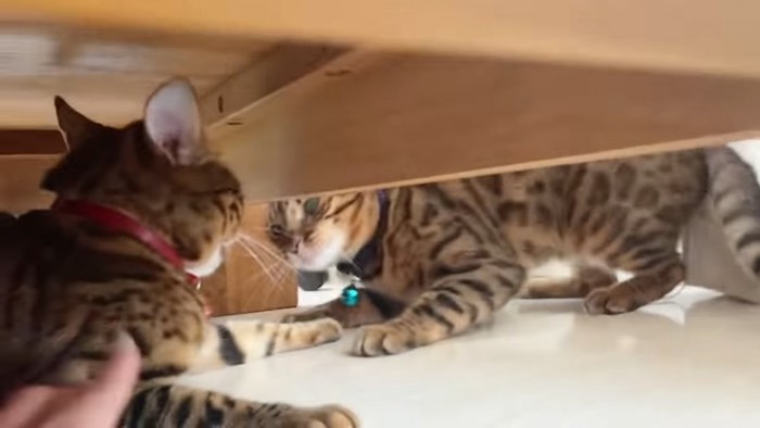 ソファの下に隠れる猫と覗き込む猫
