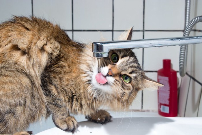 異常に水を飲む猫