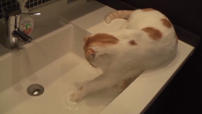 水に手をつける猫