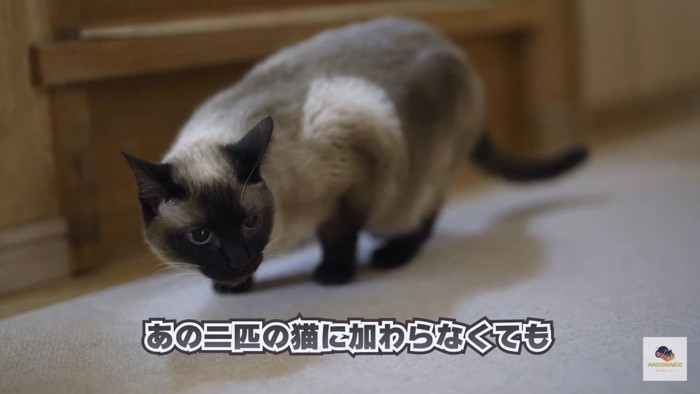 低い姿勢のシャム猫