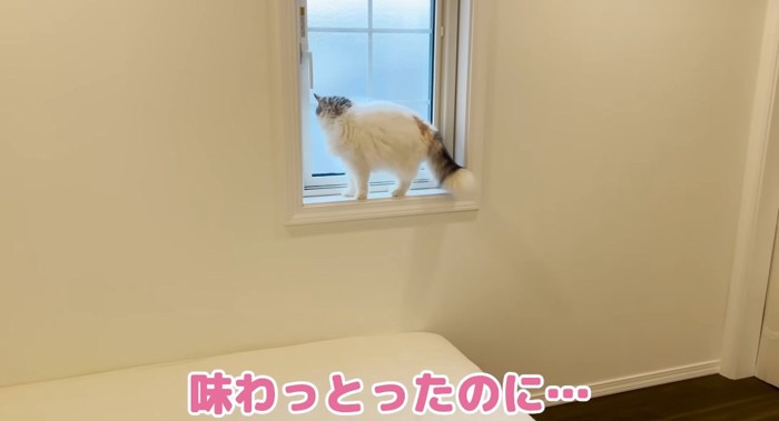 窓の淵に上る猫