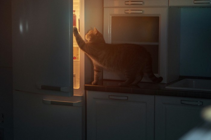 冷蔵庫を開ける猫