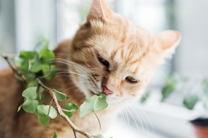 植物を噛んでいる猫