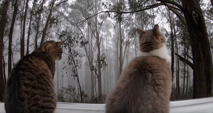 霧を眺める2匹の猫
