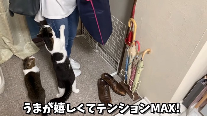 人の足に前足をかけて立つ猫