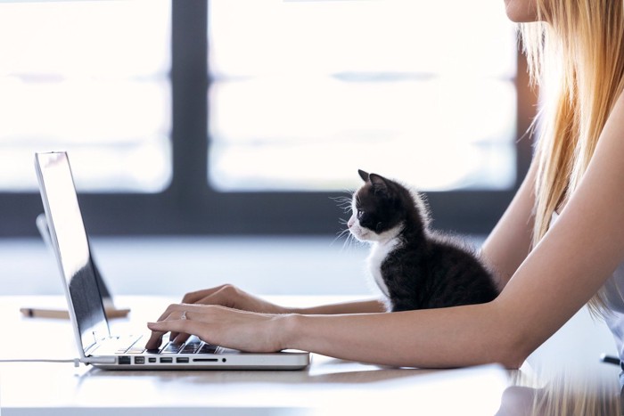 パソコンする飼い主と見守る子猫