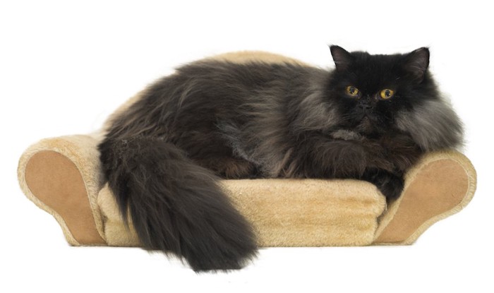 猫用のソファーでくつろぐ黒いペルシャ