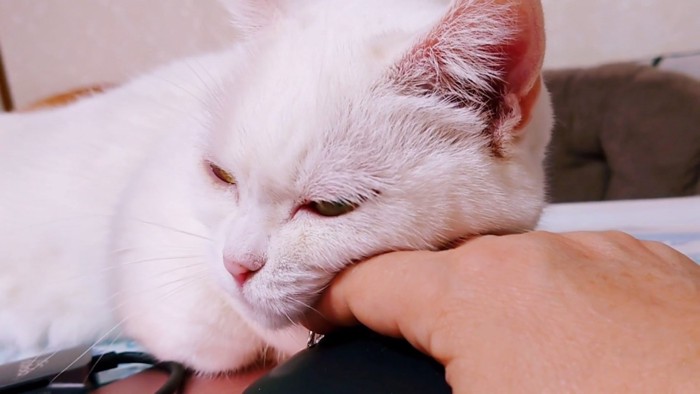 飼い主さんの手を枕にする猫