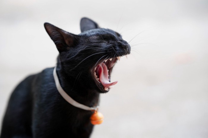 口を大きく開ける黒猫