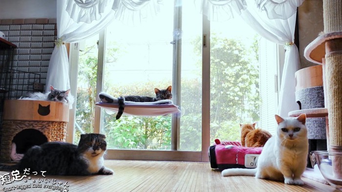 カメラの方を見る4匹の猫