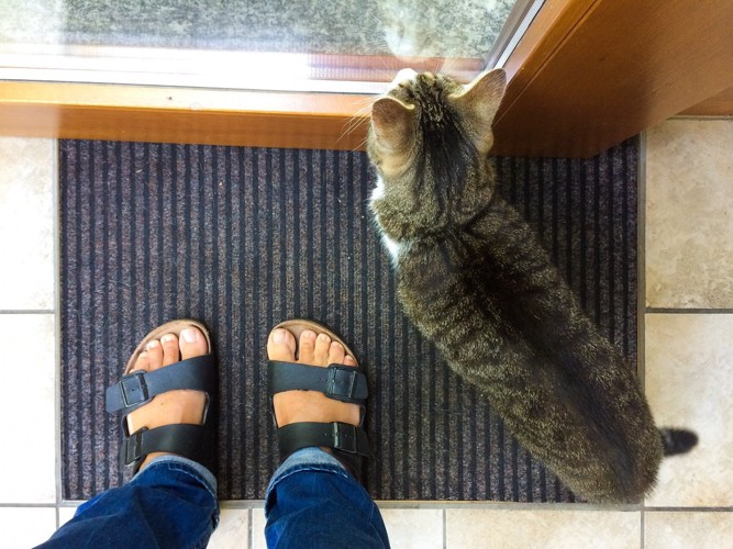 玄関先の人間の足下にいる猫