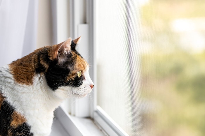 窓から外を眺める猫