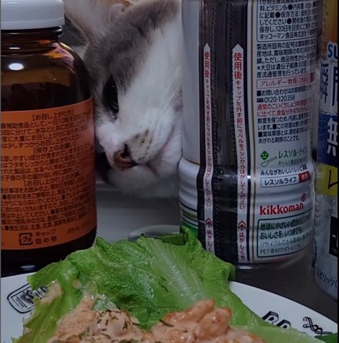 調味料の間から顔を覗かせる猫