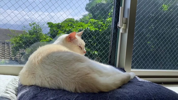 窓辺のベージュ猫