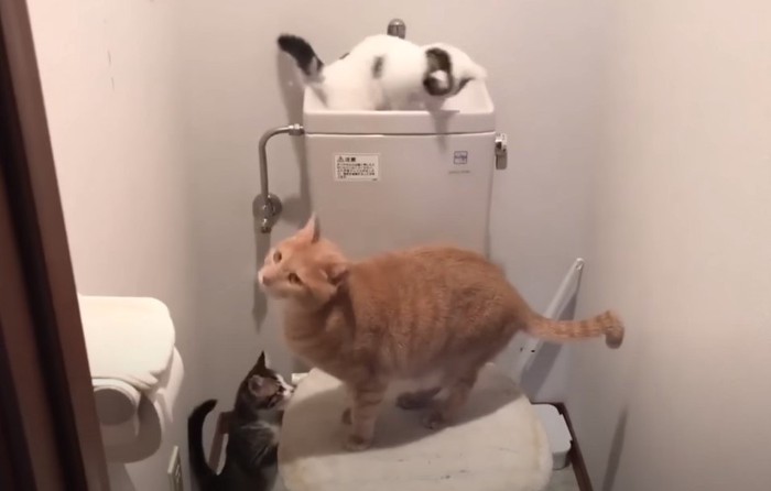 トイレの猫3匹