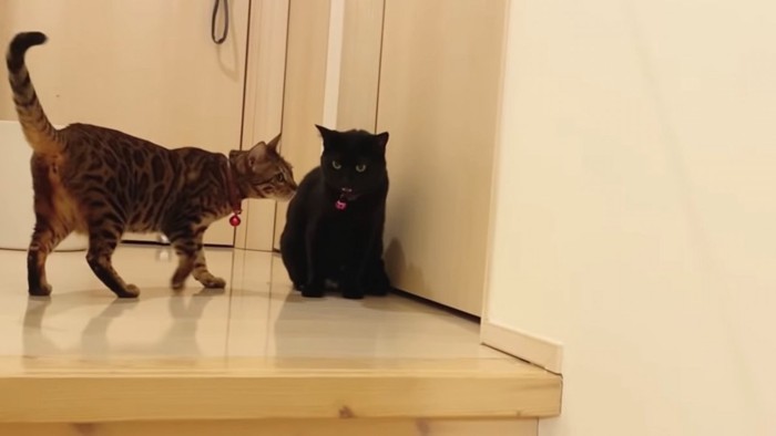 座る黒猫と横に立つベンガル