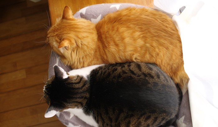 同じ姿勢で寝る2匹の猫