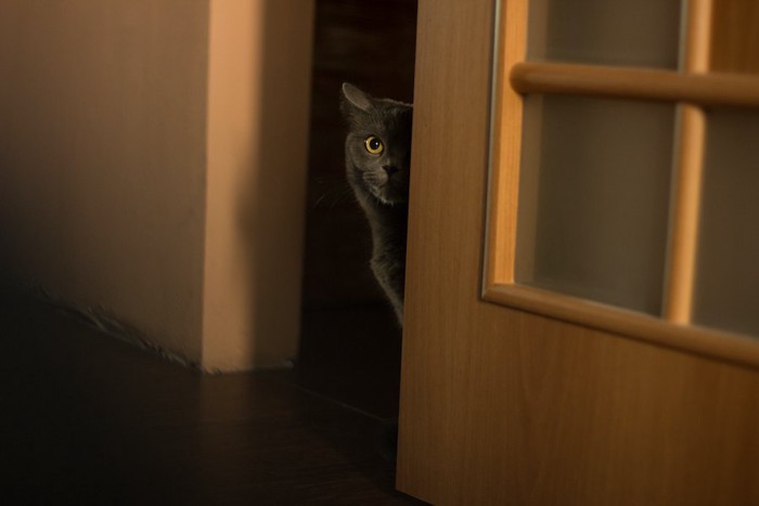 ドアの隙間からこちらの様子を伺う猫