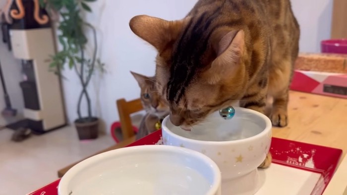 水を飲んでいる猫